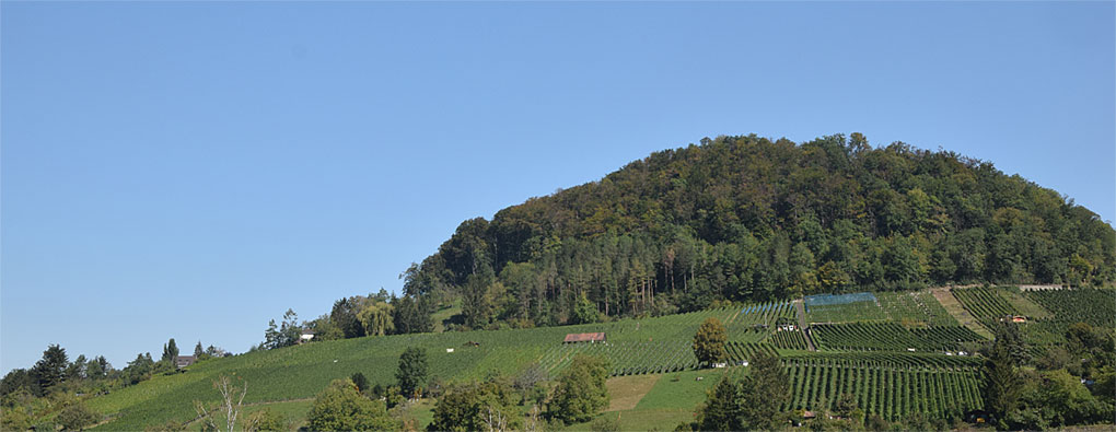 Rebbauverein Muttenz