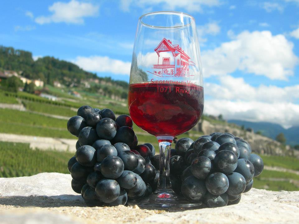 Siegenthaler Vins