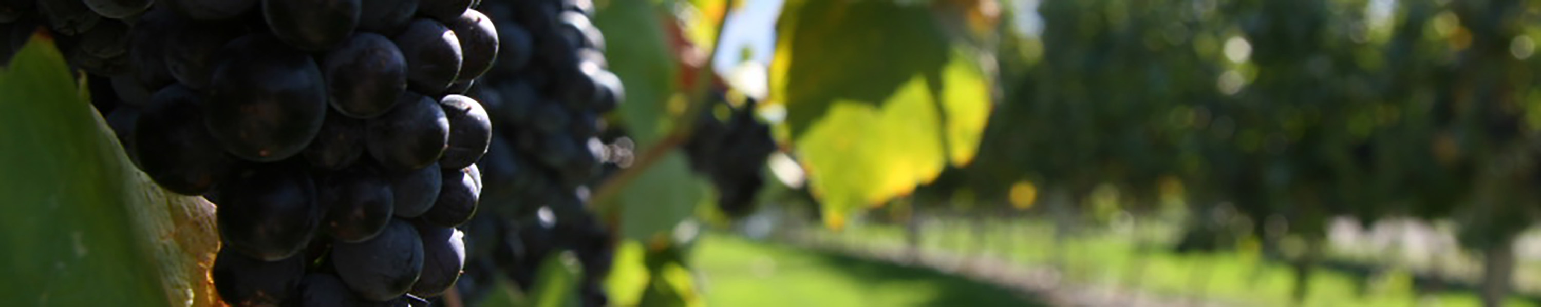 Societe Cooperative Vinicole de Bex