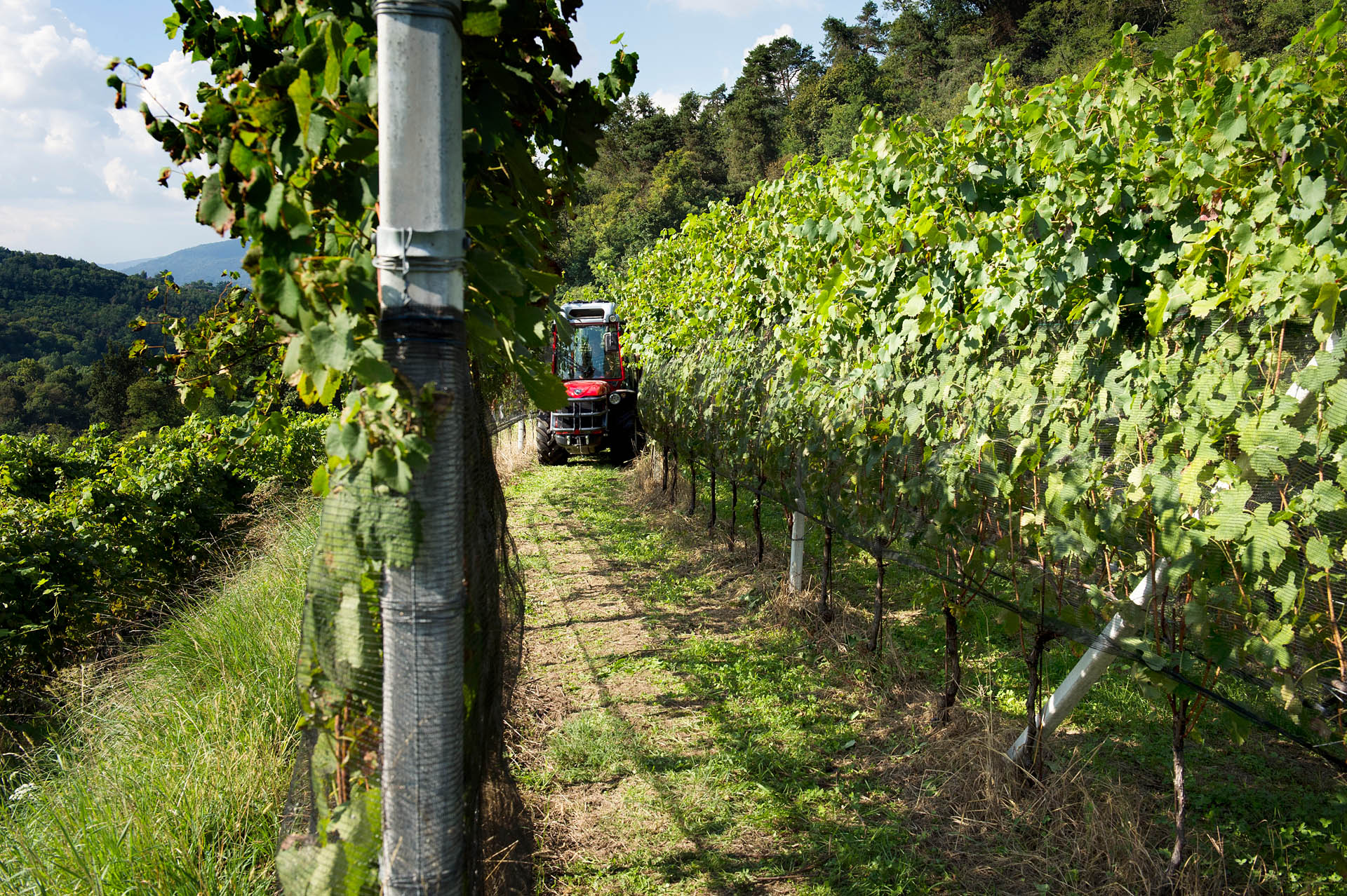 Tenuta Vitivinicola Ferrari