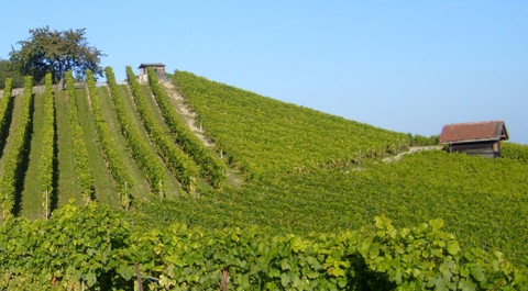 Vignoble Cousin