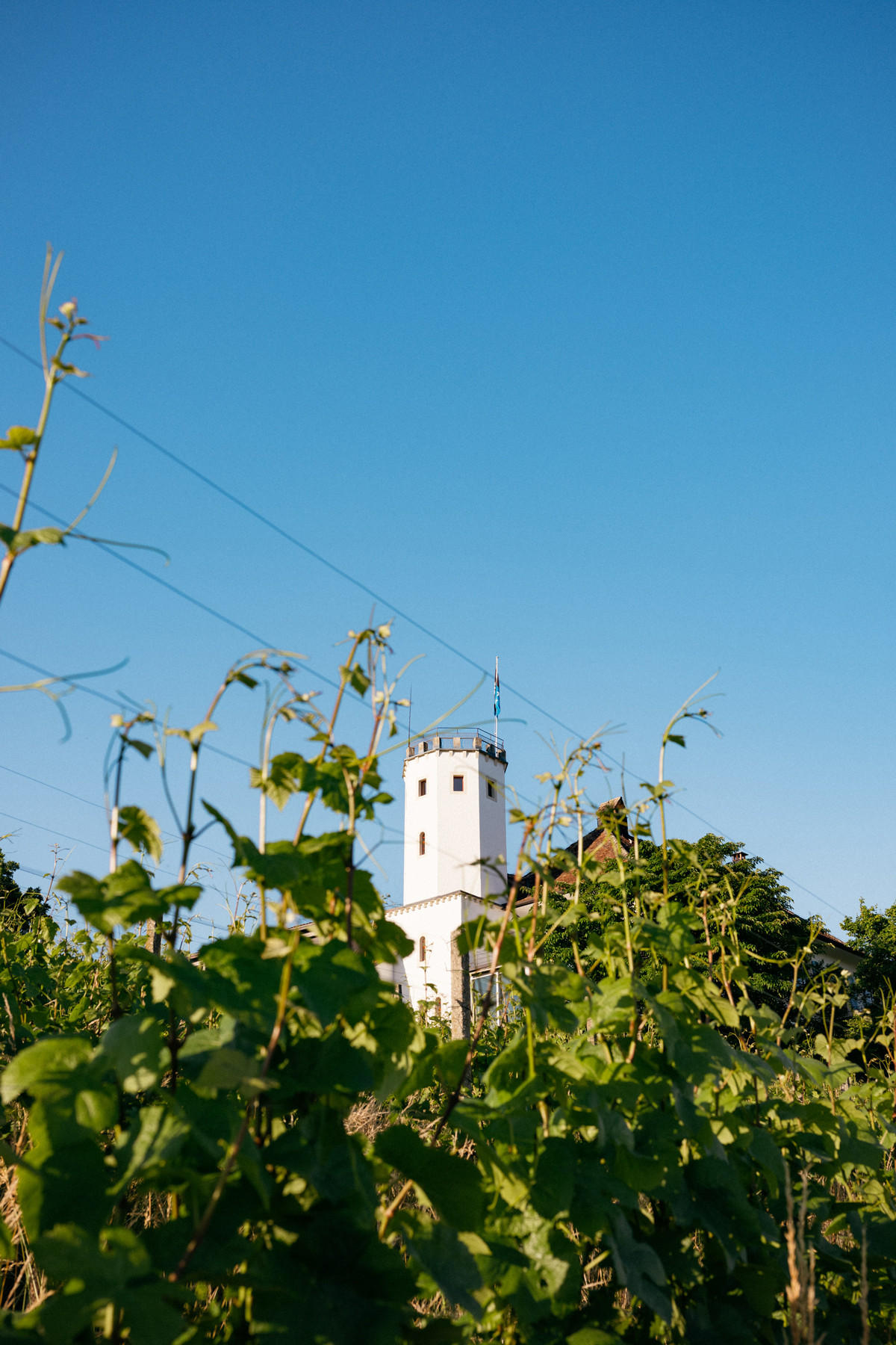 Weingut Bick