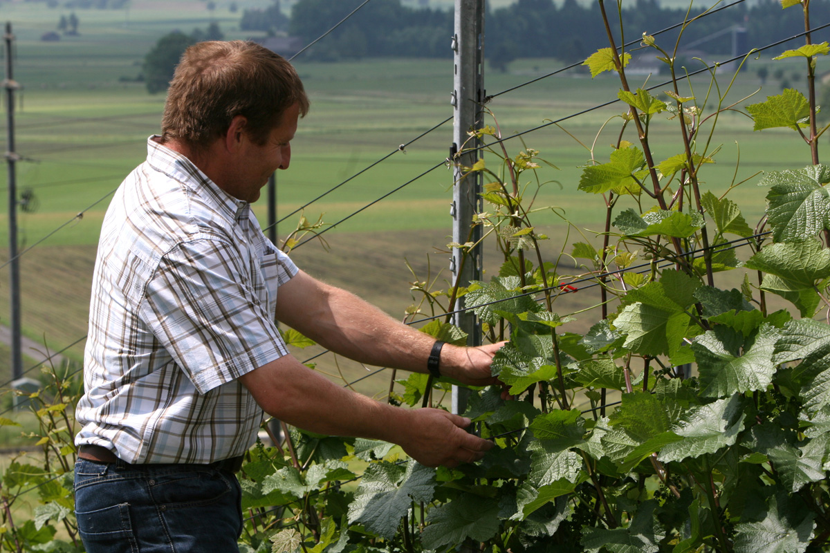 Weingut Falläsch