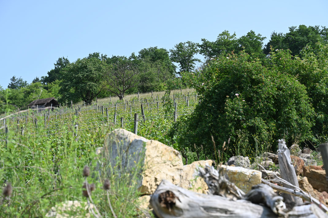 Weingut Heuberger