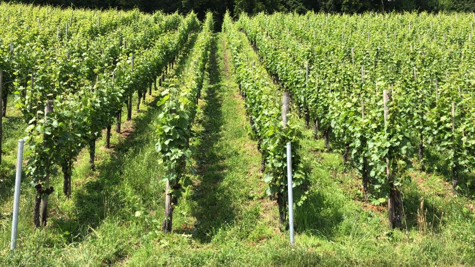 Weingut Oberli & Oechsle