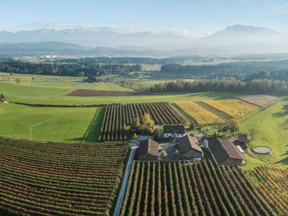 Weingut Südhang