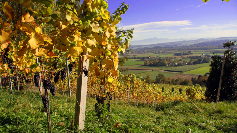 Weingut Wolfer