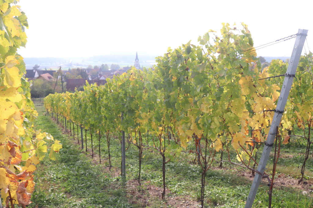 Weingut Wylandblick