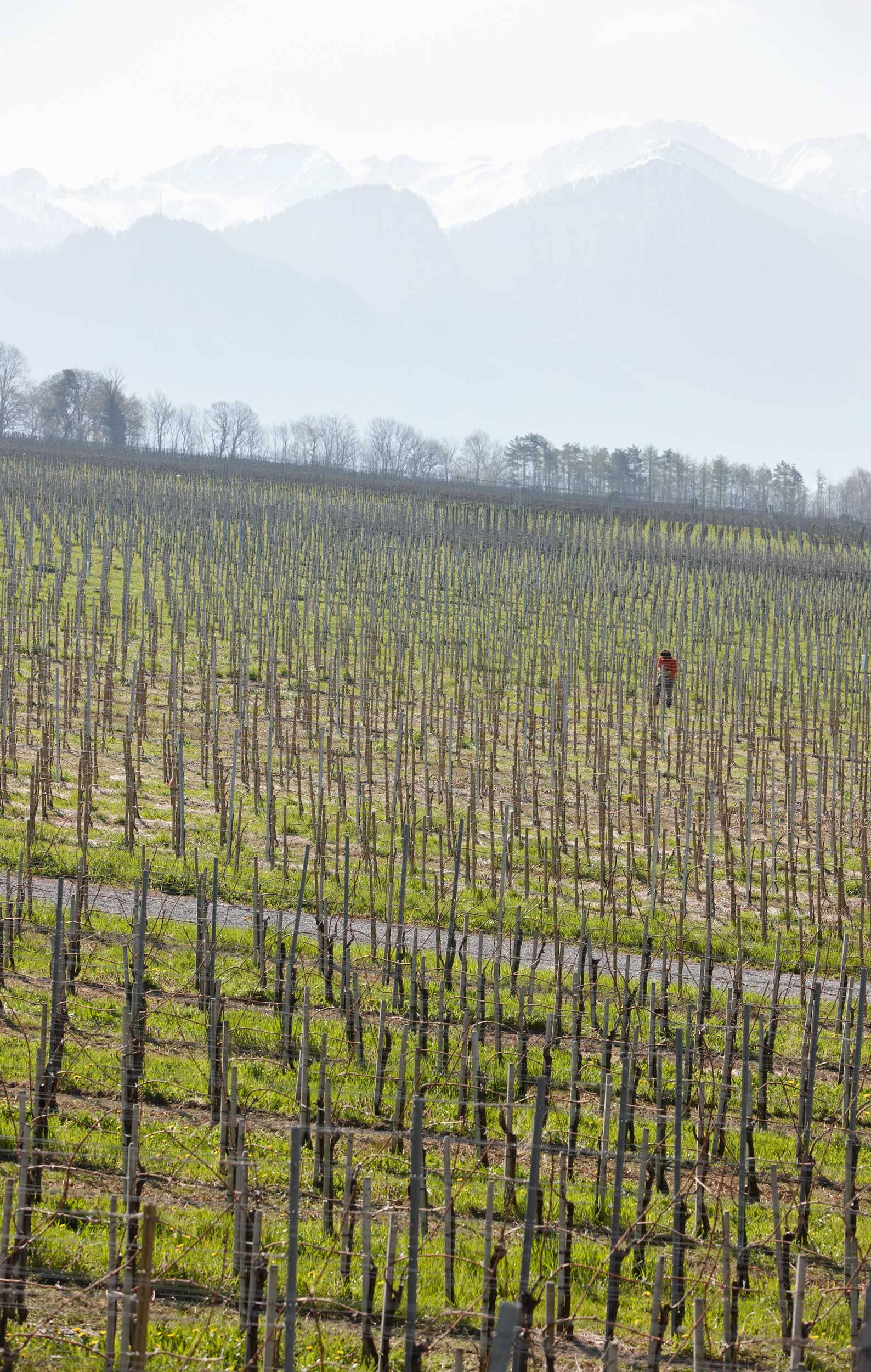 Weingut Gantenbein