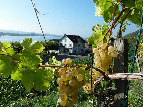 Räblus Weinbau