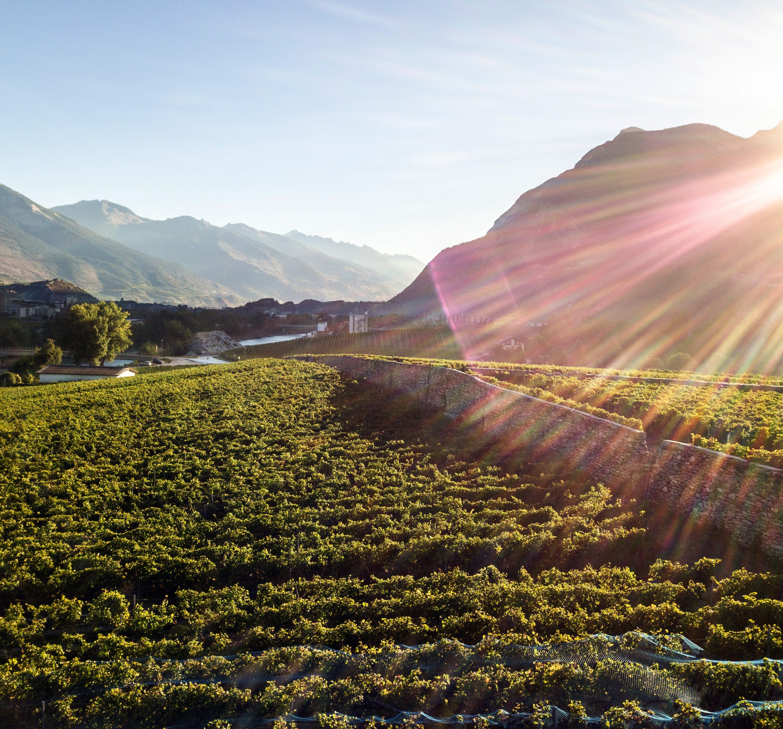 Domaine des Crêtes - Vocat & Fils Vins
