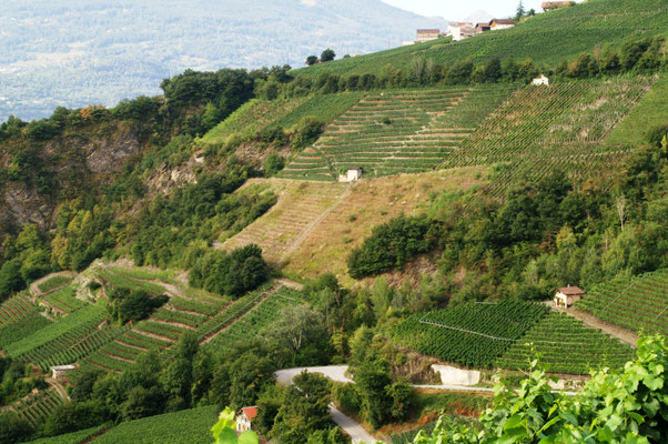 ViniferaVenture - Shot N