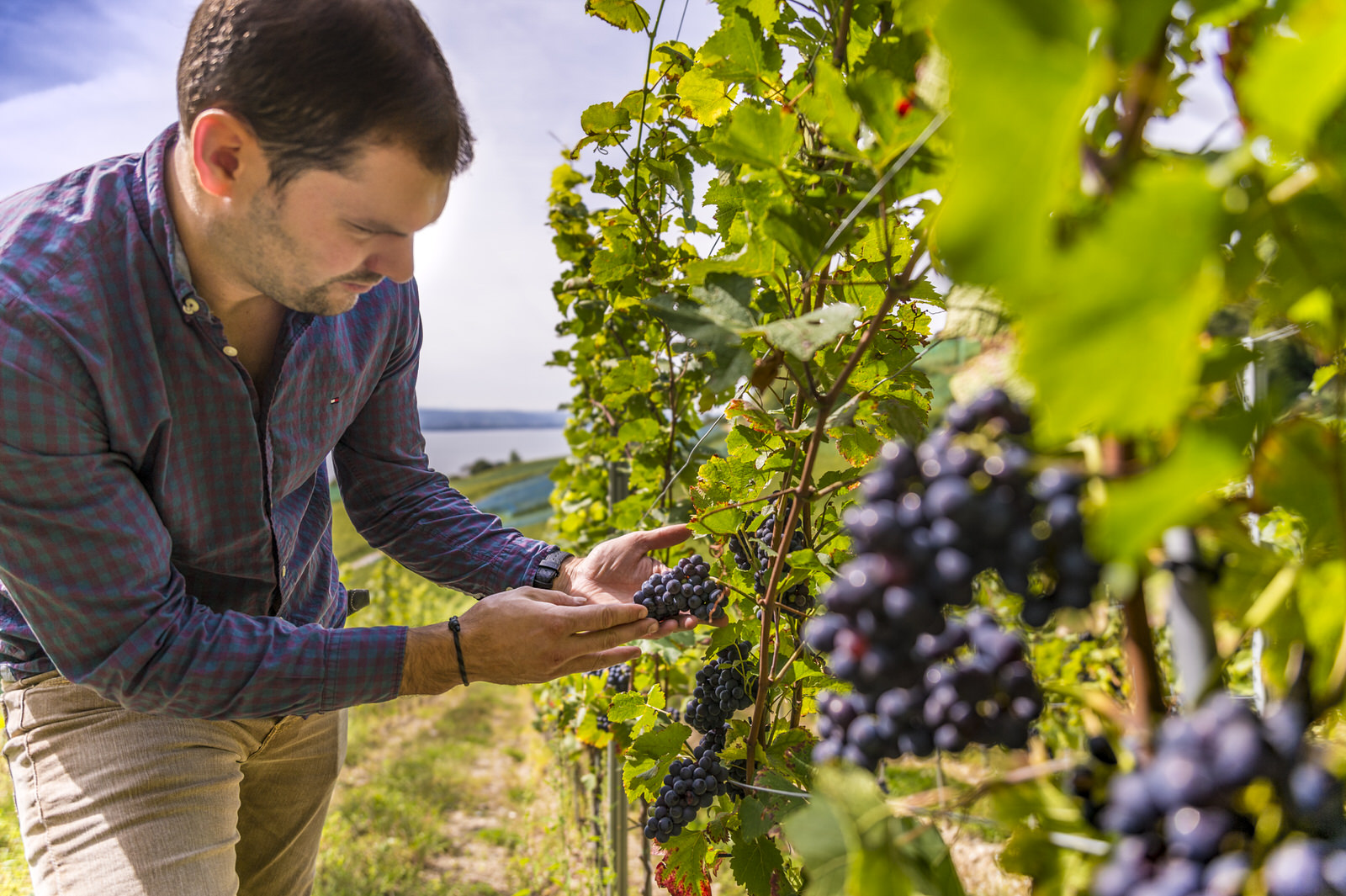 Domaine Derron / Albert Derron & Fils