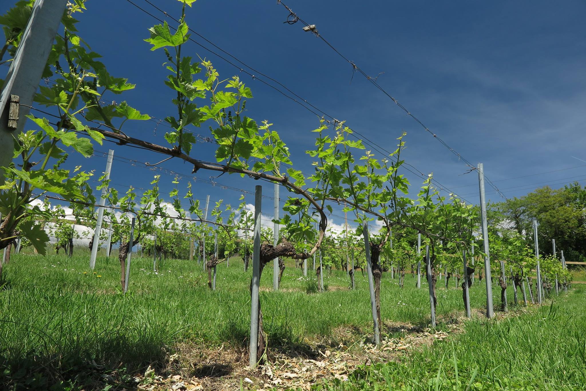 Domaine La Micro Ferme