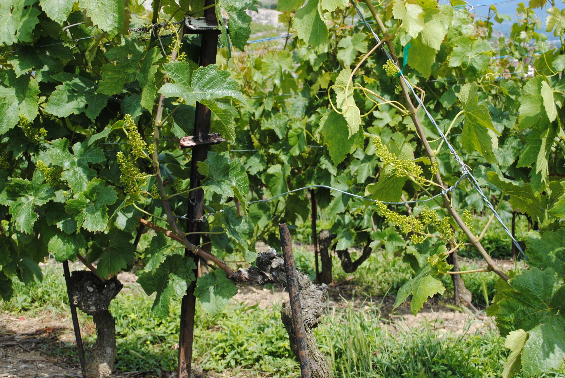 Schaffner Vins Cave de Publoz