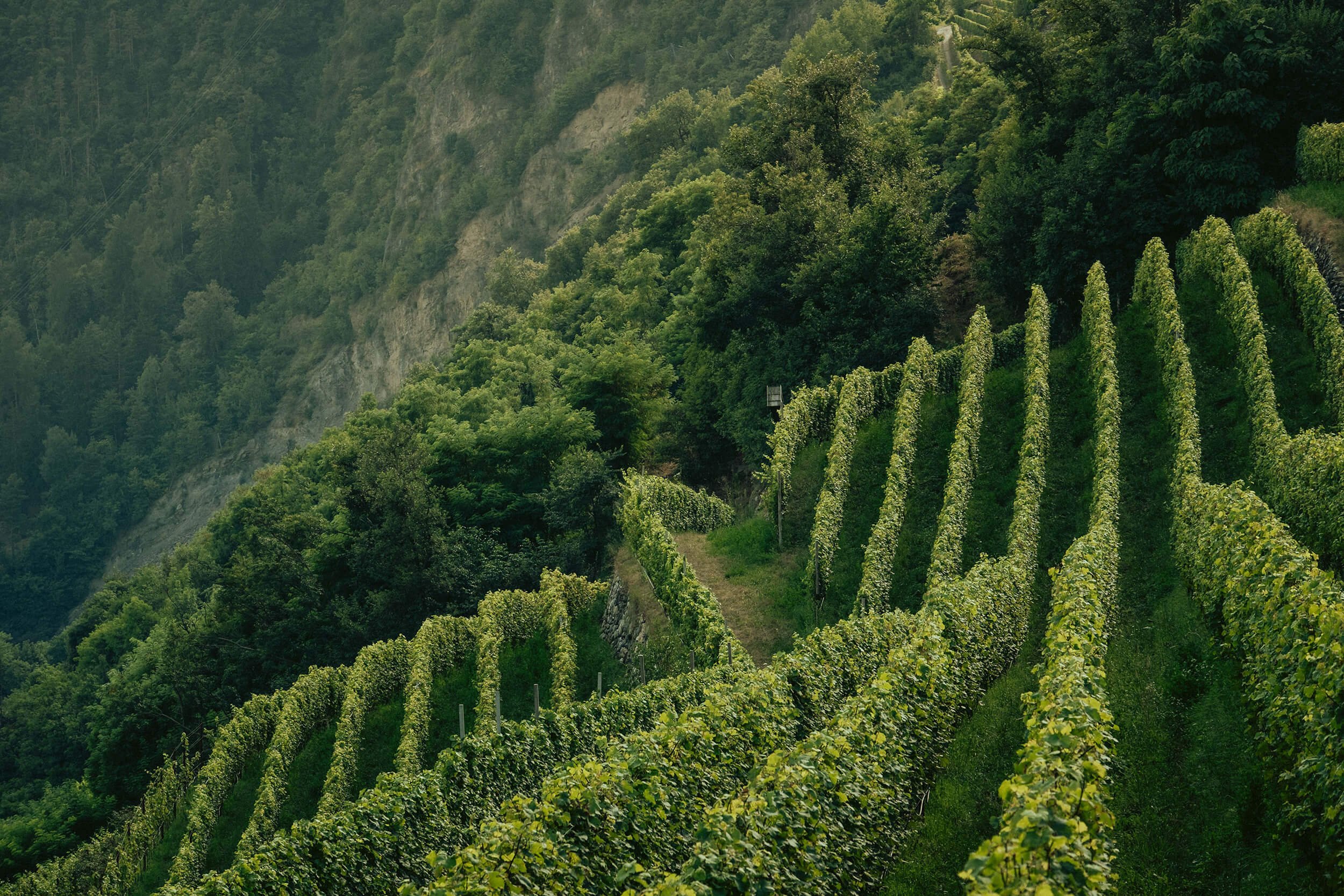 Weingut Daniel Sigmund