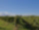 Abbazia di Busco - Società Agricola Liasora s.s.