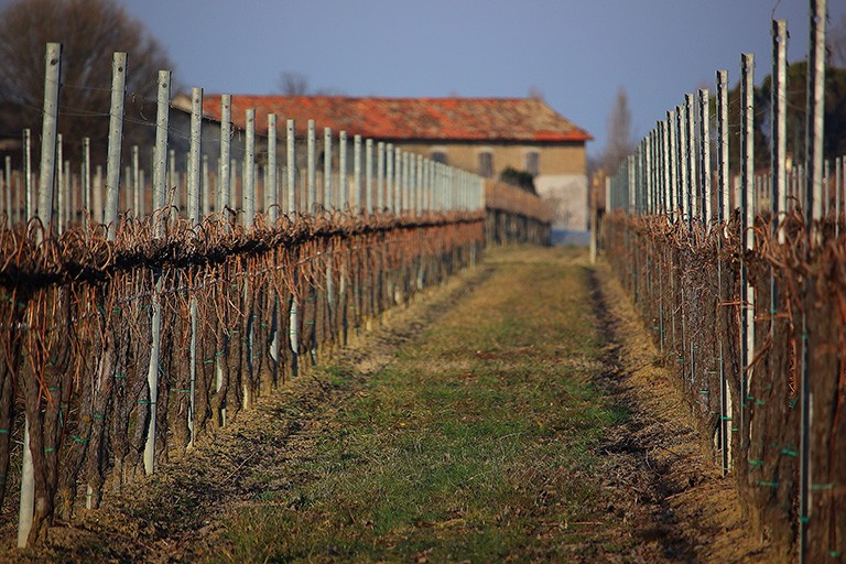 Azienda Agricola Barro Sante