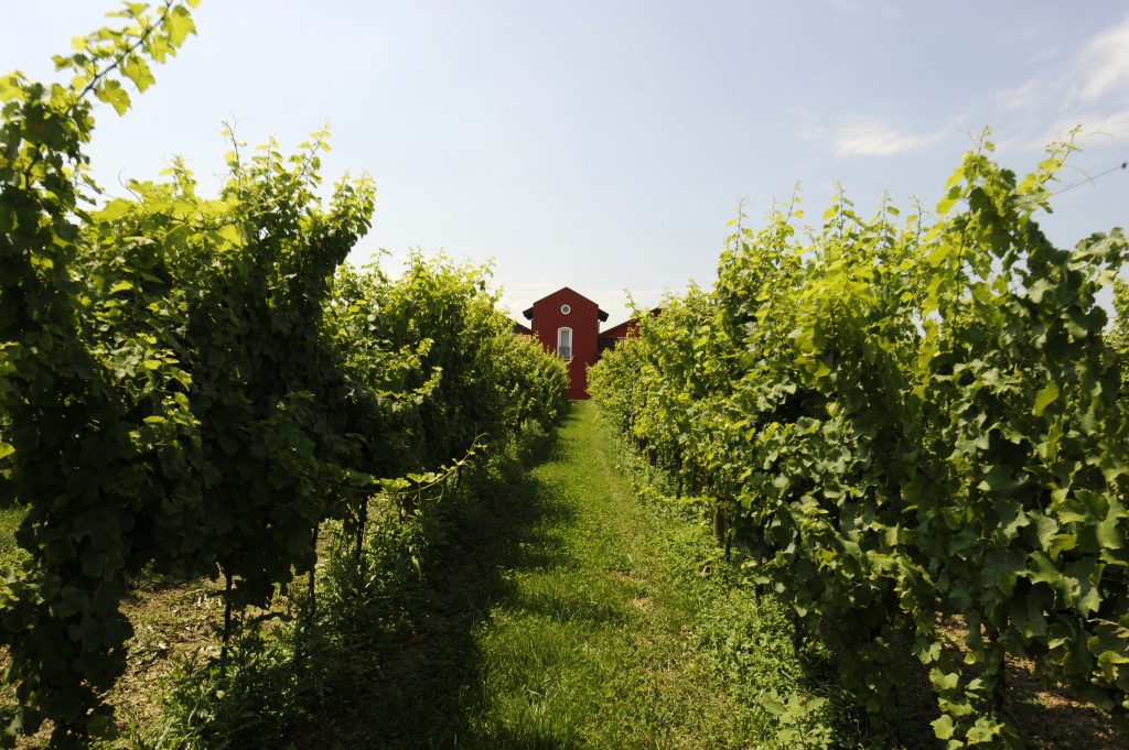 San Simone di Brisotto srl