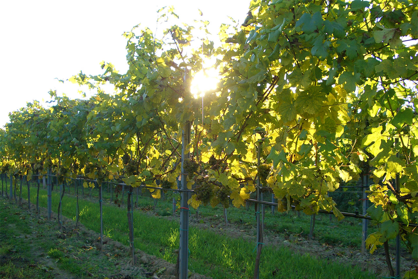 Weingut Eder