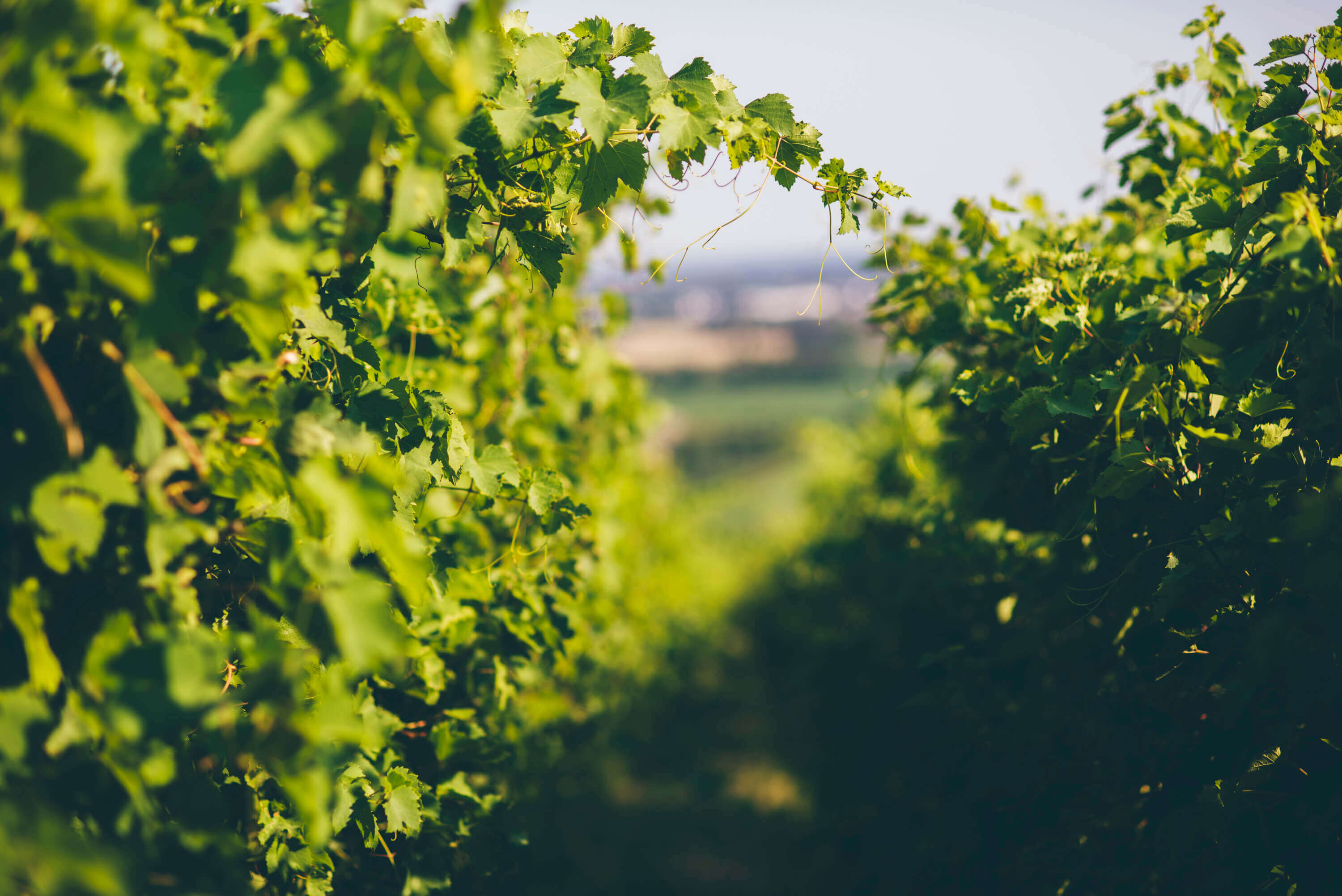 Pasqua Vigneti e Cantine Spa