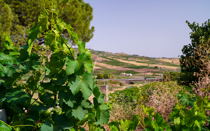 Cantina Sociale Santa Ninfa Soc. Coop. Agricola P.a.