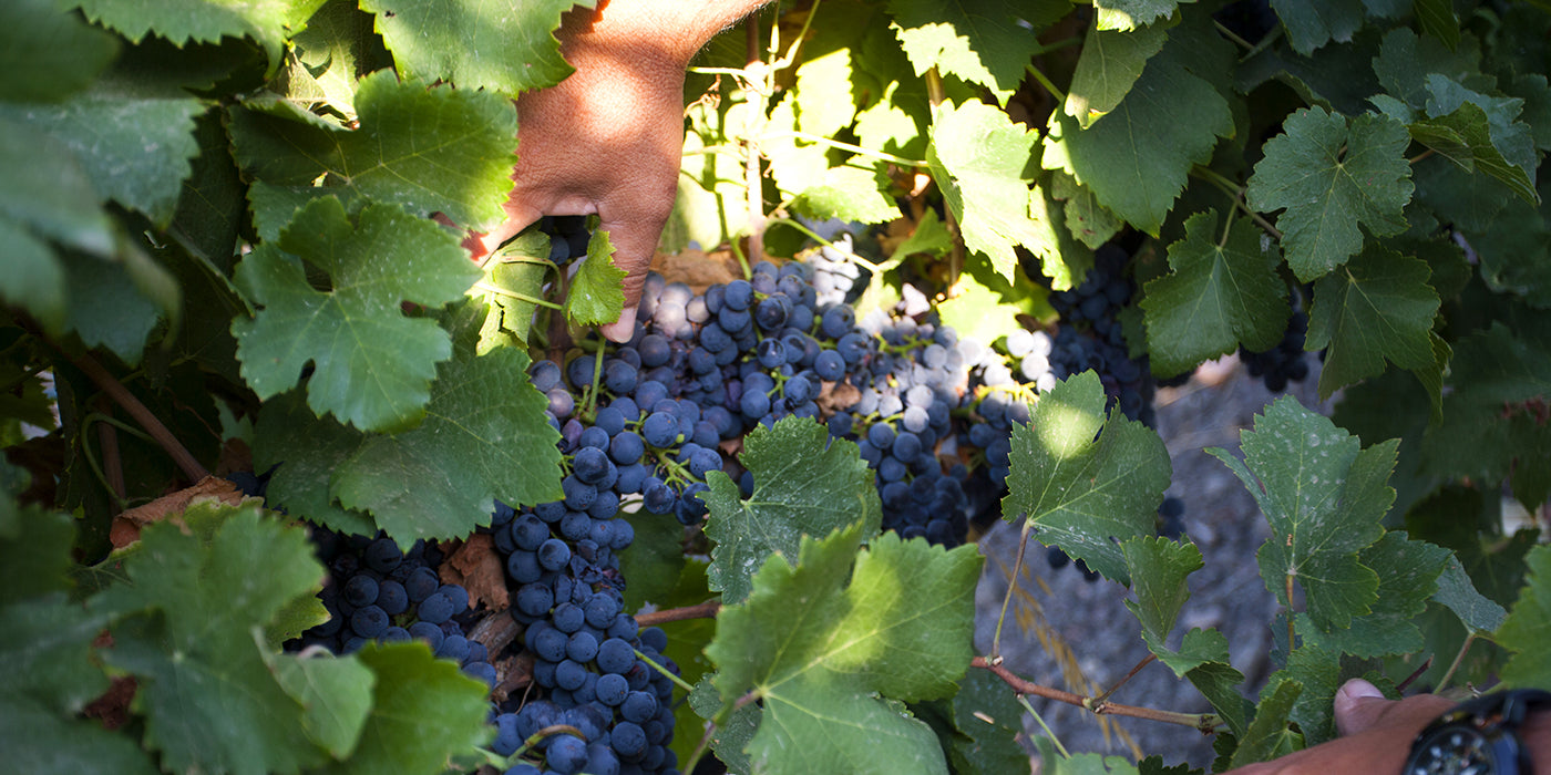 Assuli winery srl