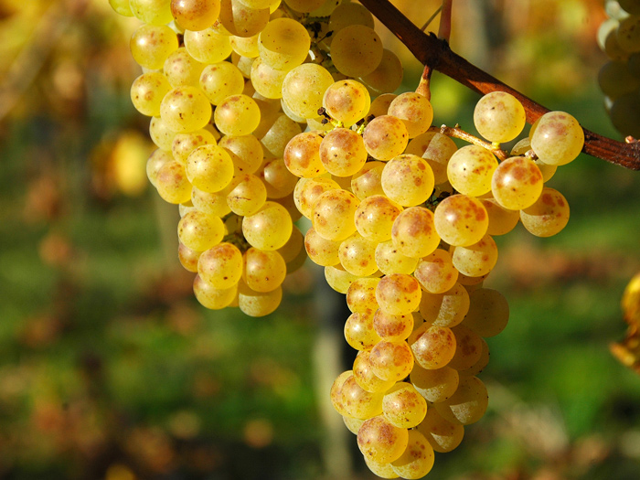 Weingut Radl
