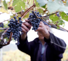 WeinGut Seppi