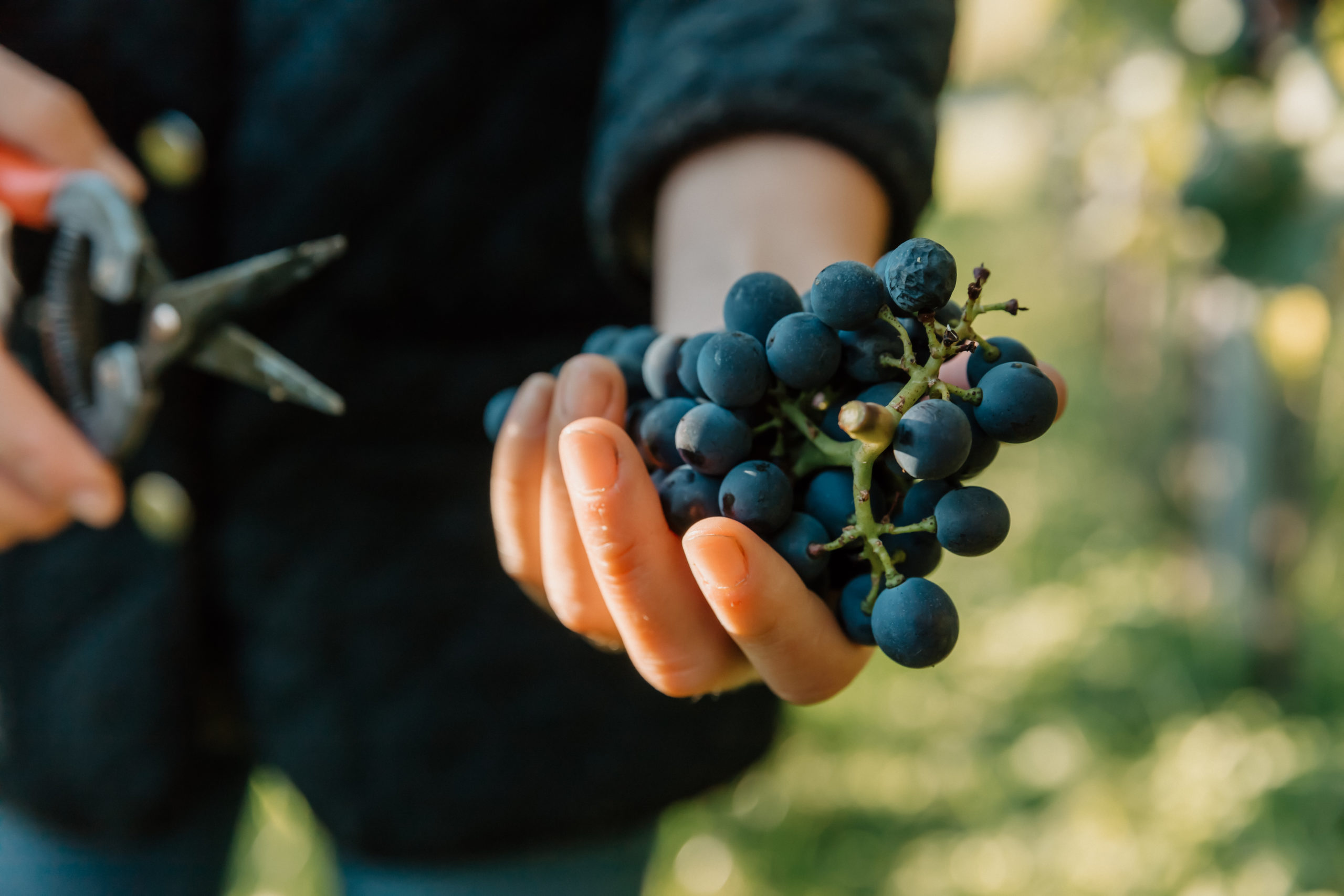 Weingut Niedrist Ignaz