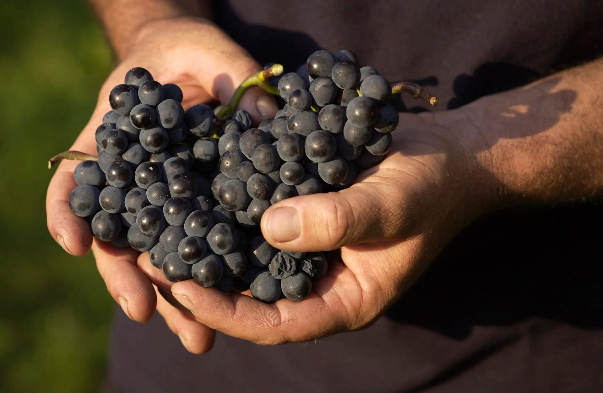 Weingut Brunnenhof