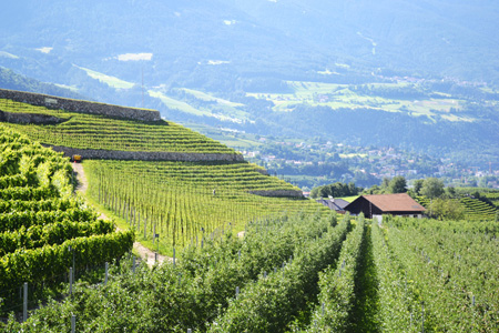 Weingut Griesserhof