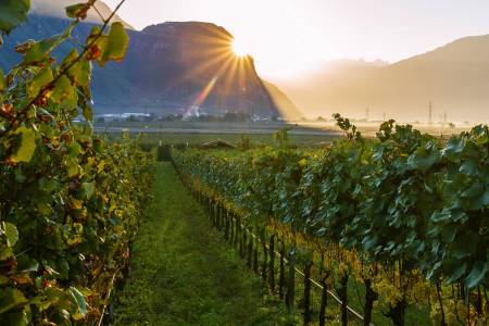Weingut Kiemberger