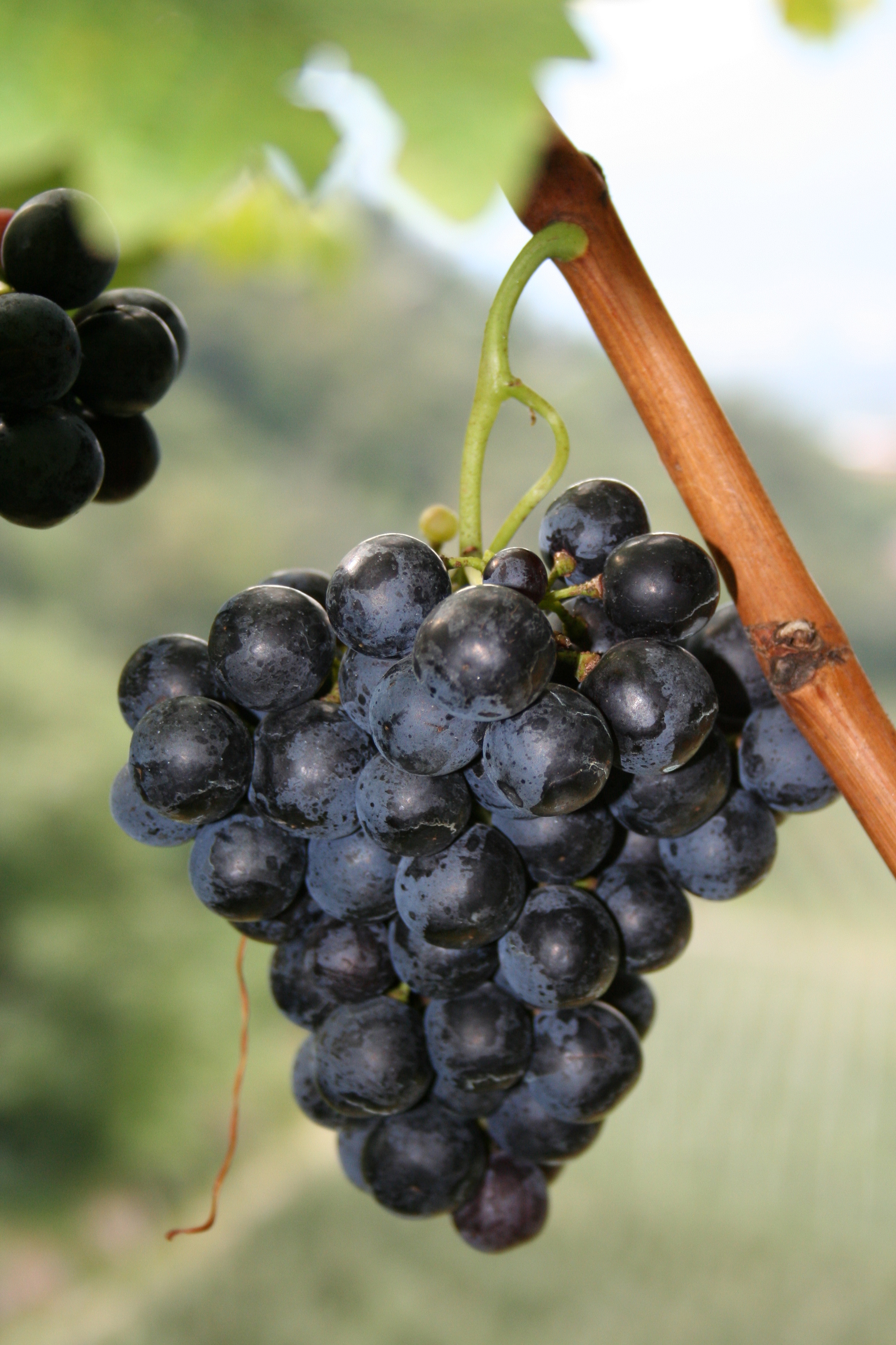 Weingut Moarhof - Klotz Pertoll Florian