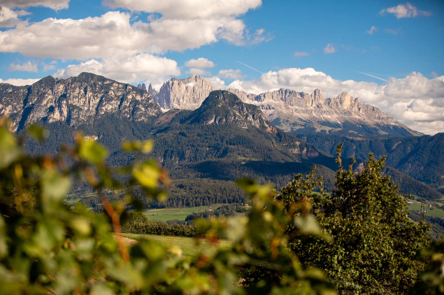 Weingut Röll