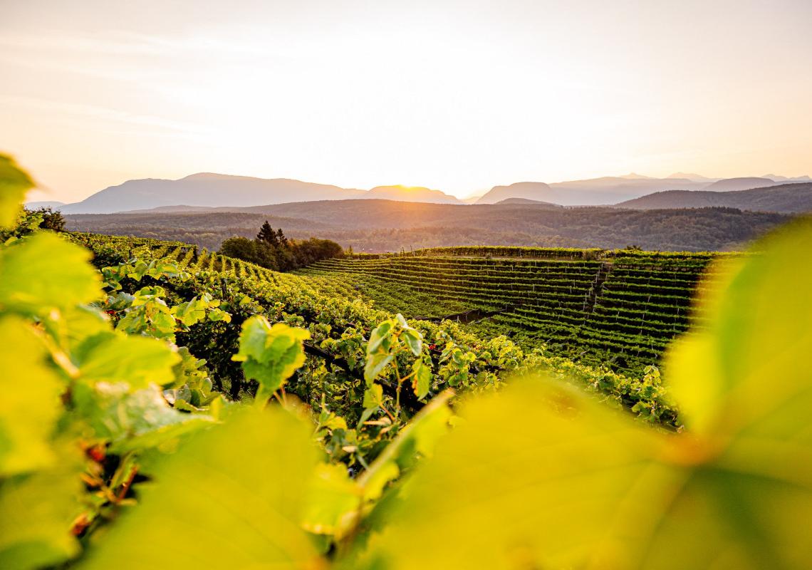 Weingut Tenuta Rohregger