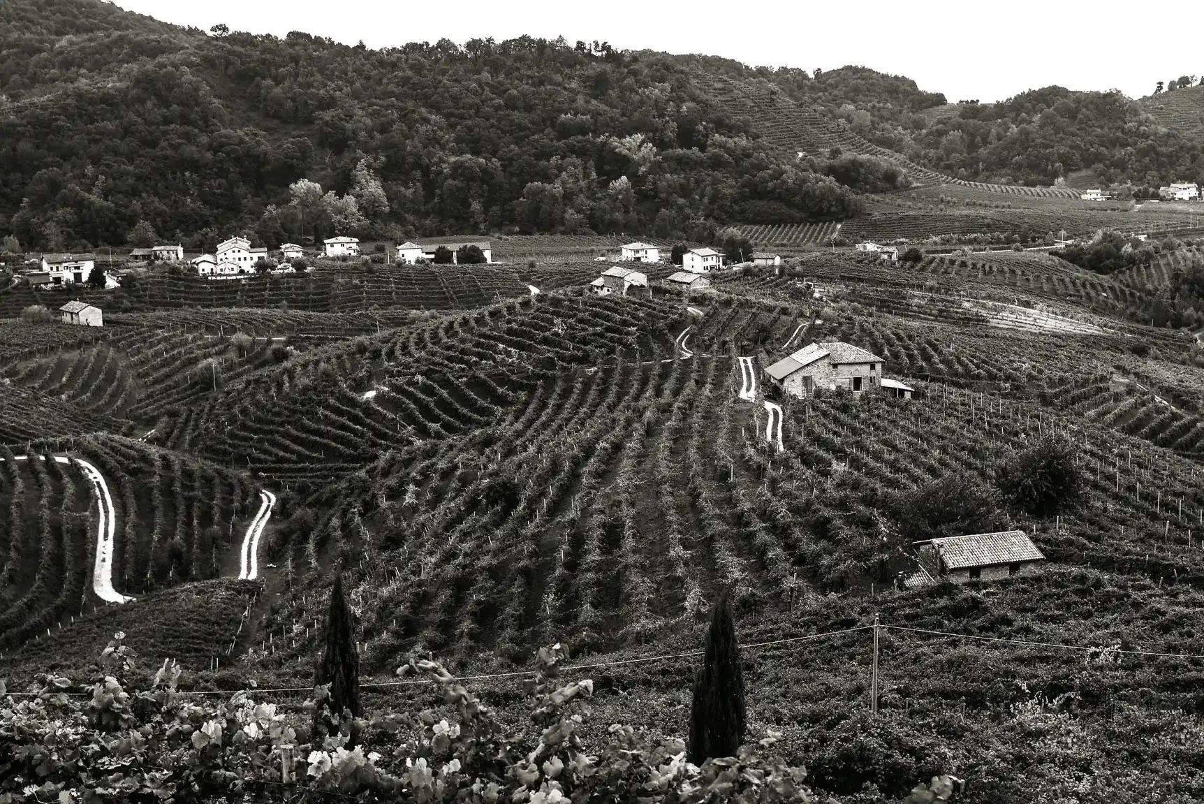 Bellussi