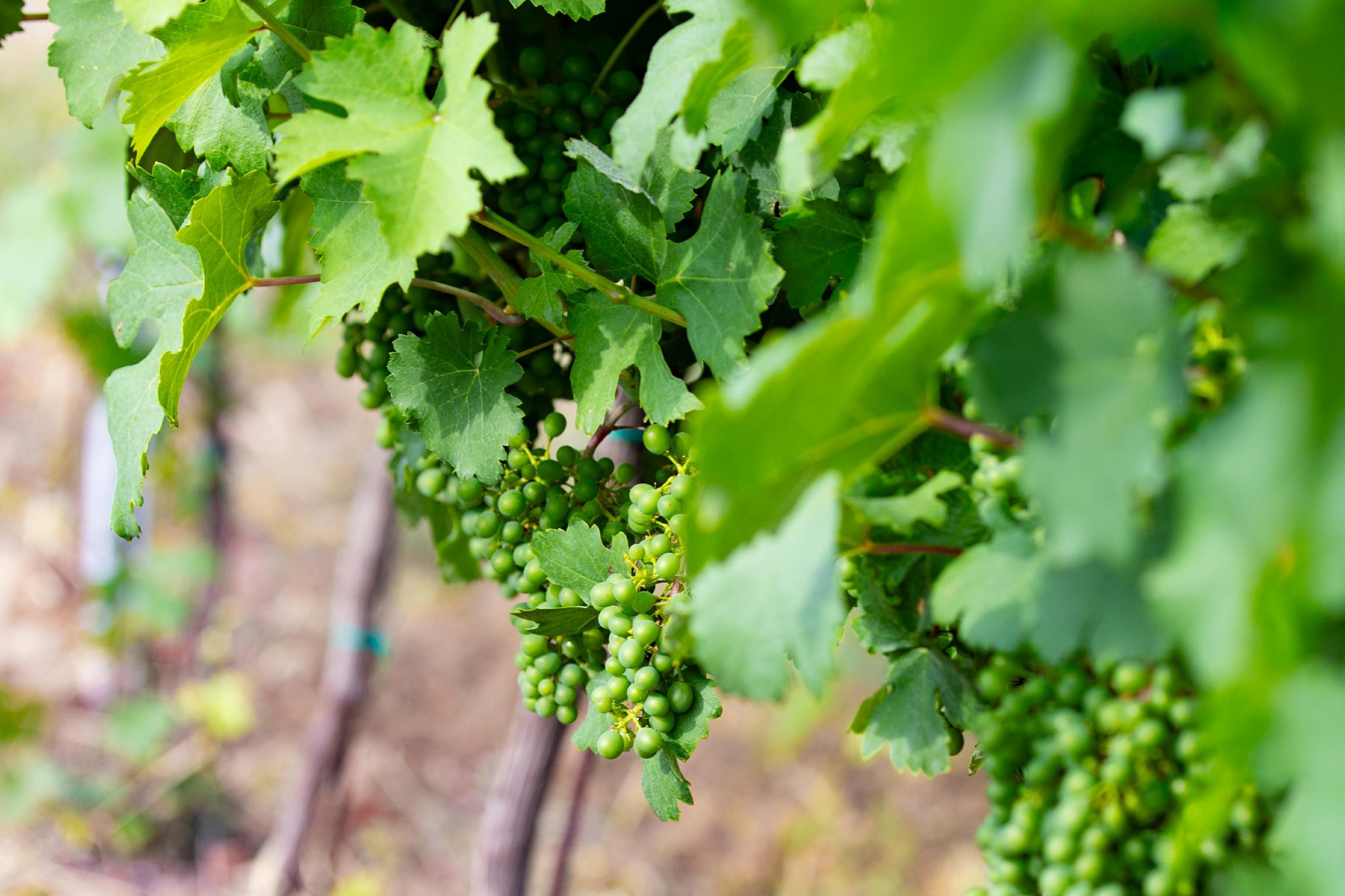 Weingut Meierhof Raggendorf