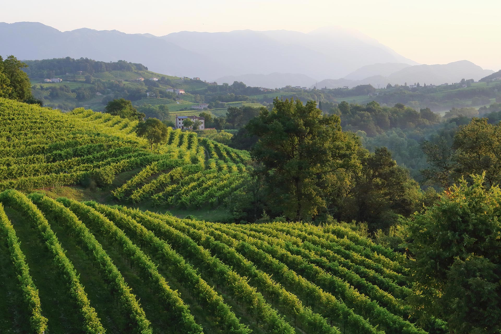 Cantina Bernardi