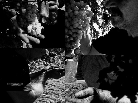 Cantine Vedova