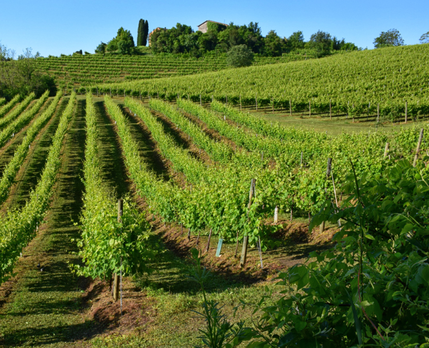 Fattoria Conca d’Oro