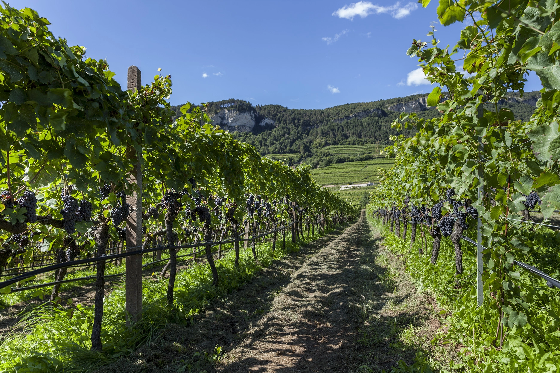 Orion Wines Srl