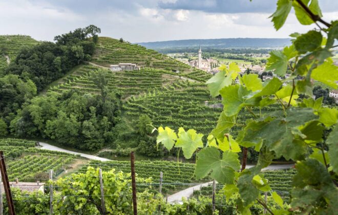 Vigna Sancol