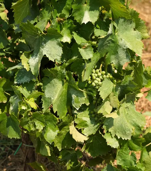 Az. Agr. Vigna Di Pettineo Di Maggio Massimo