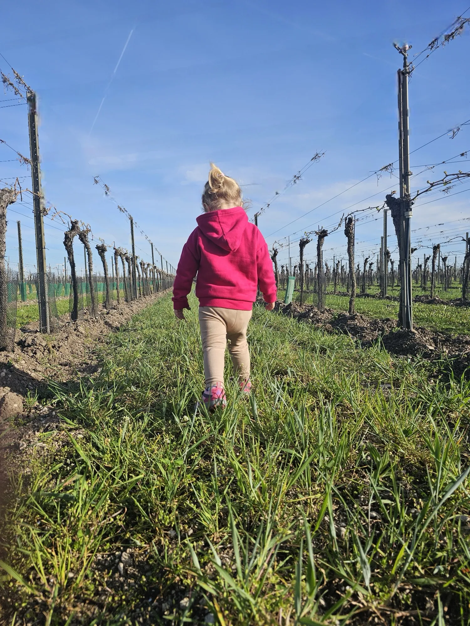 Weinhof Kirchen-Gisperg