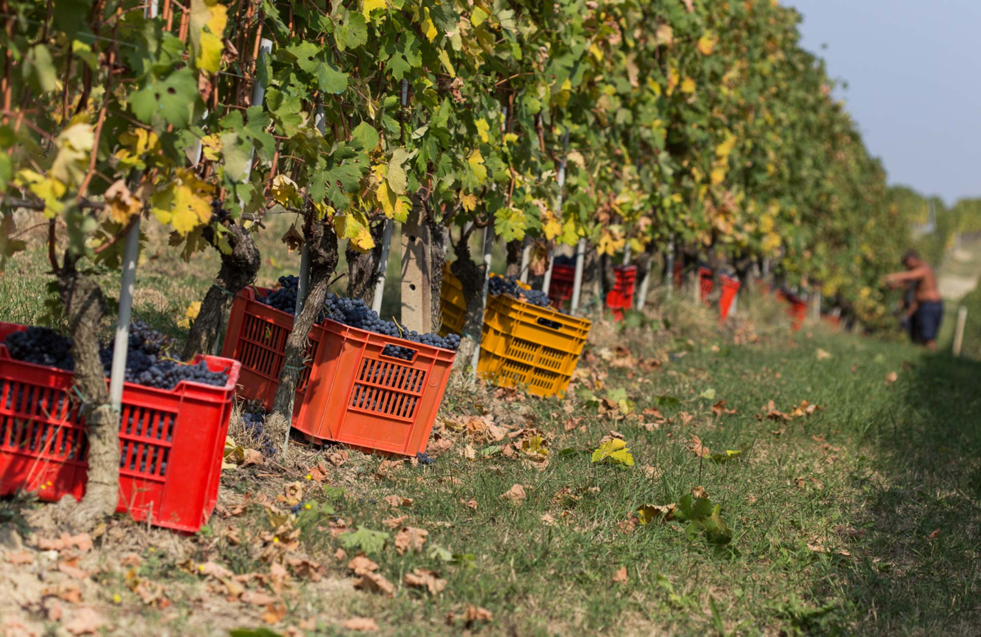 CAGLIERO AZIENDA AGRITURISTICA VINICOLA ss