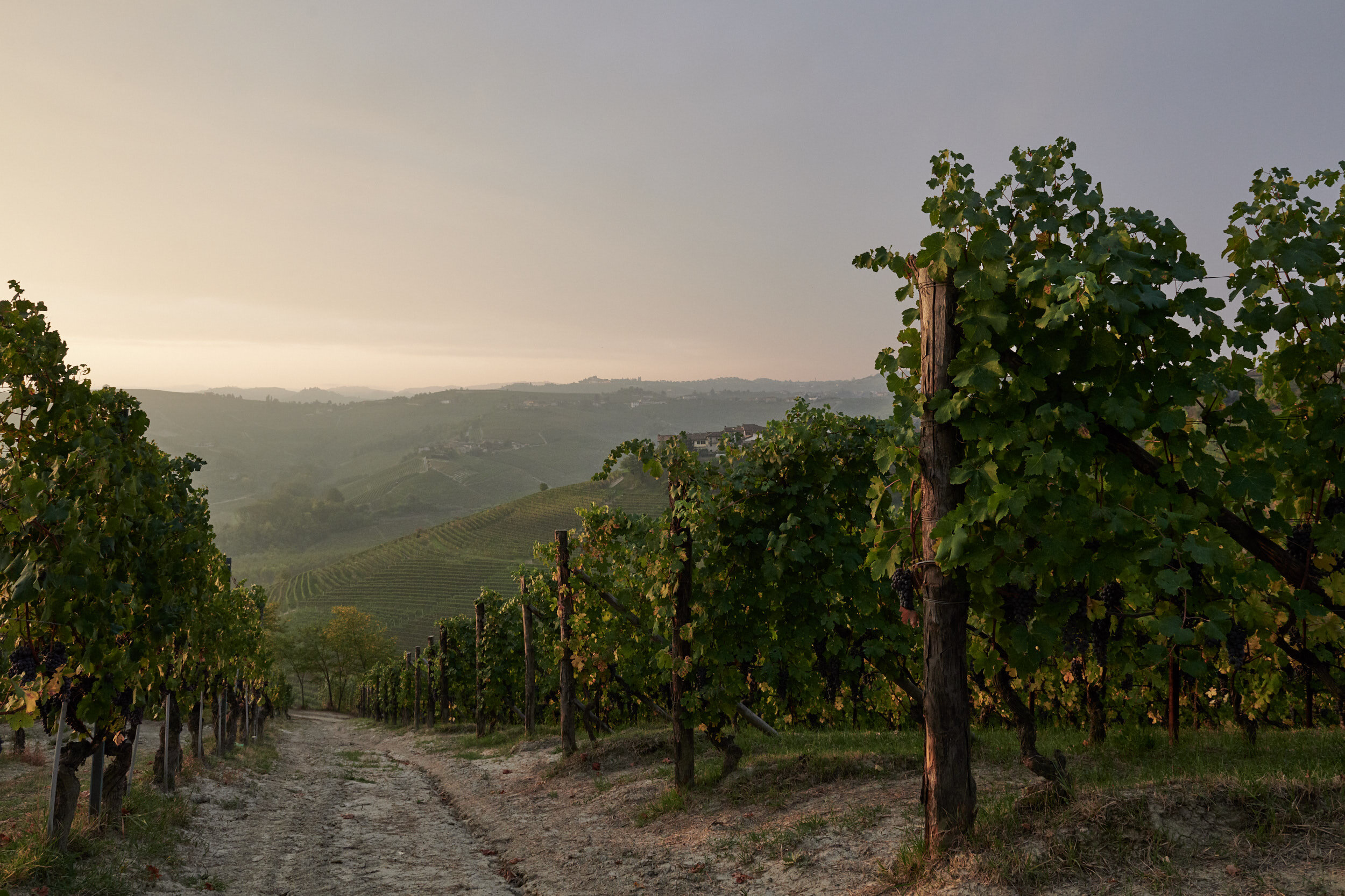 CANTINA DEL PINO AZ. AGR. Società Agricola Semplice