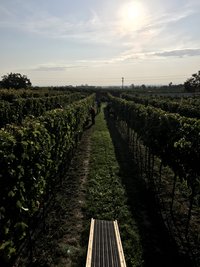 Weinbau Ploiner