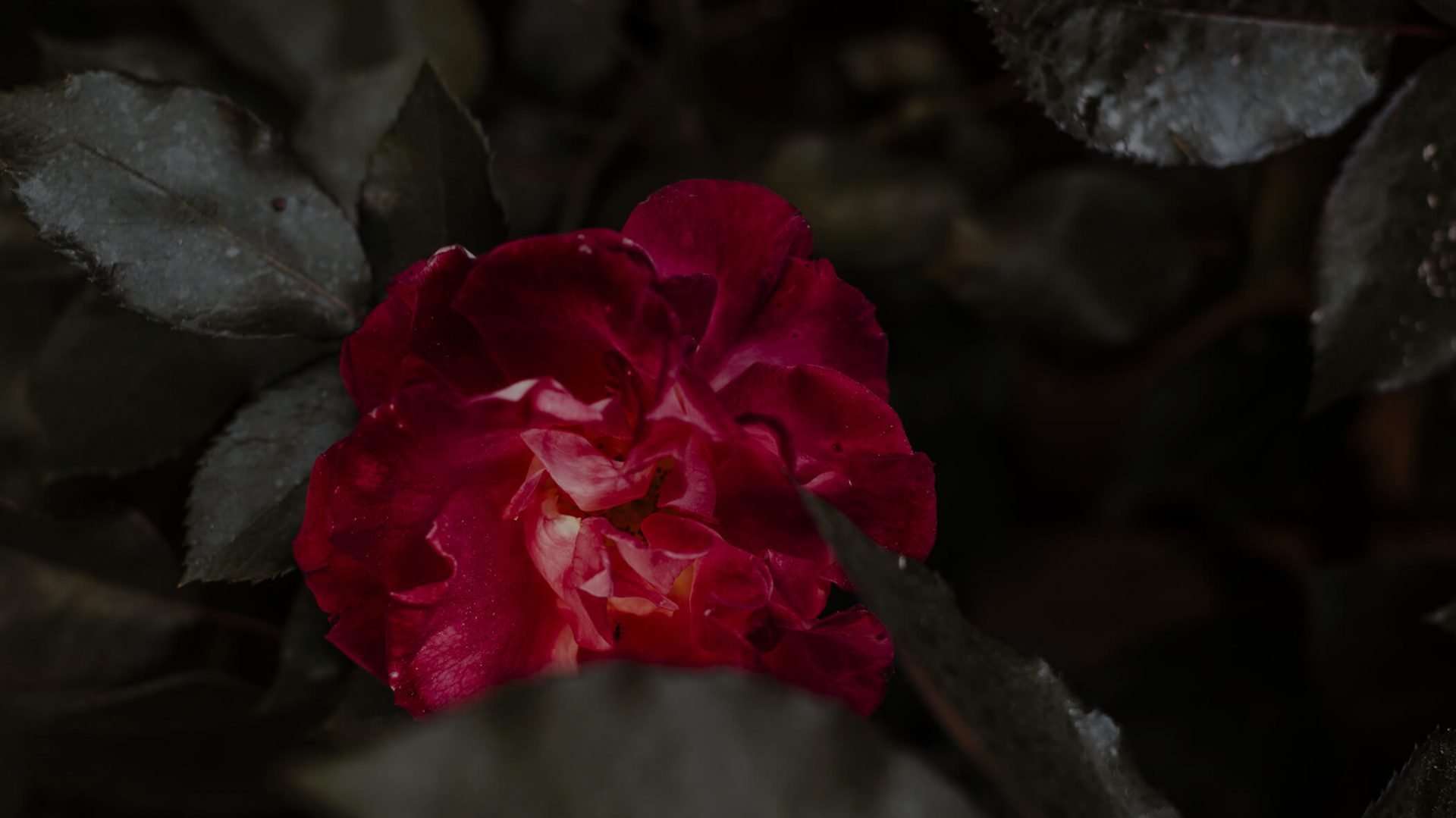 CASCINA DELLE ROSE s.s.a