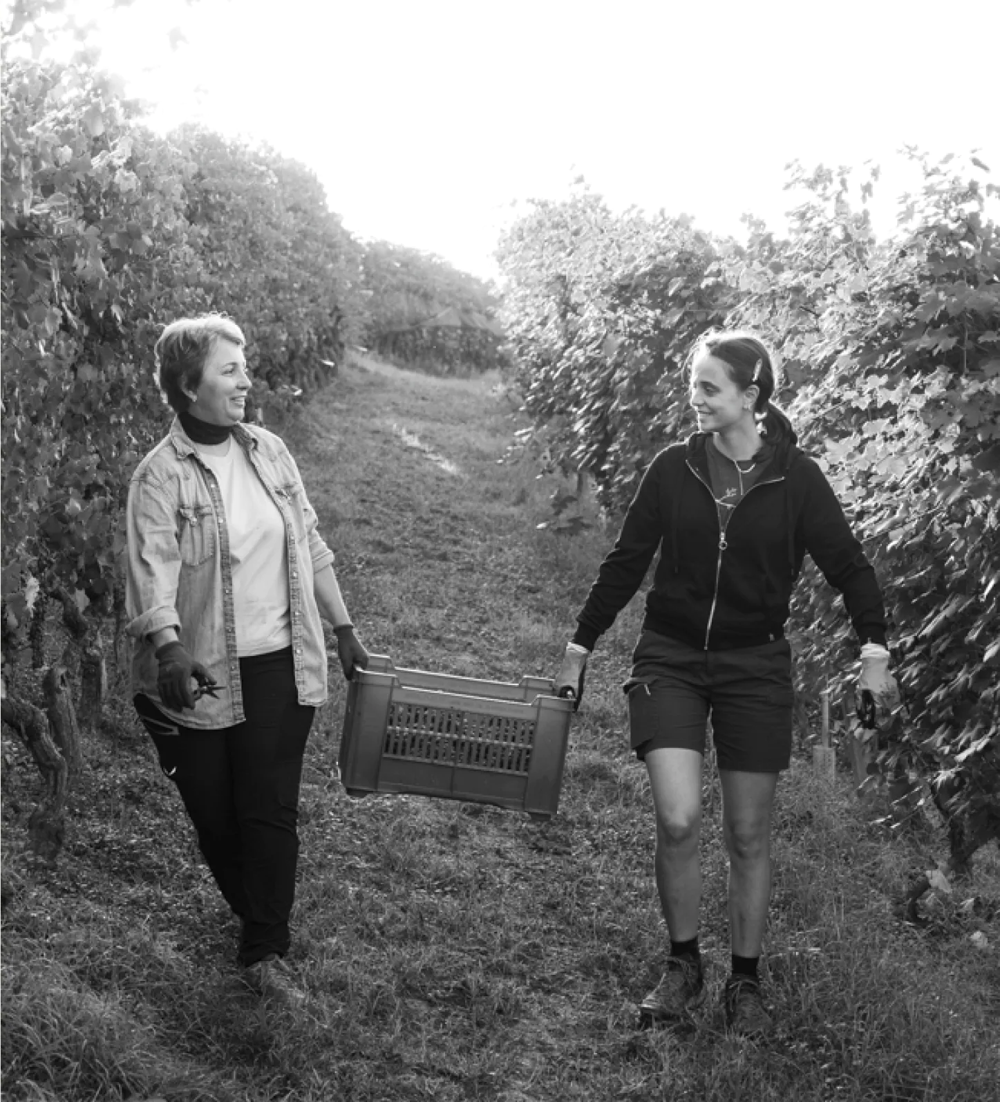 CASCINA PENNA CURRADO di Luca Currado Vietti s.a.s Agricola